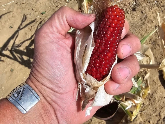 Mike - corn